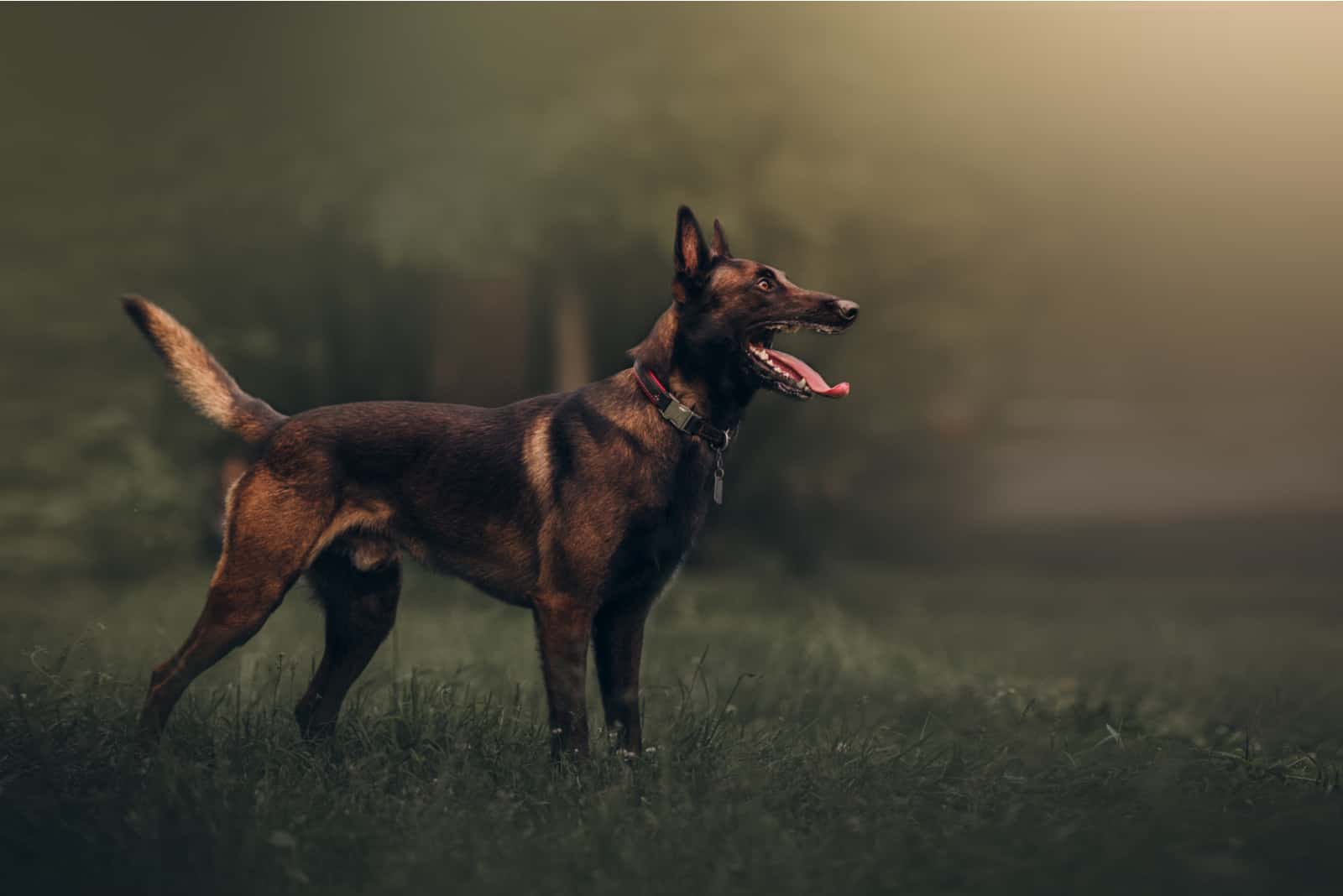 Belgian Malinois Mixes – 16 Crossbreeds To Check Out