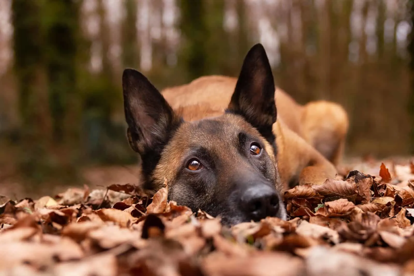 Belgian Malinois dog lying on the leaves