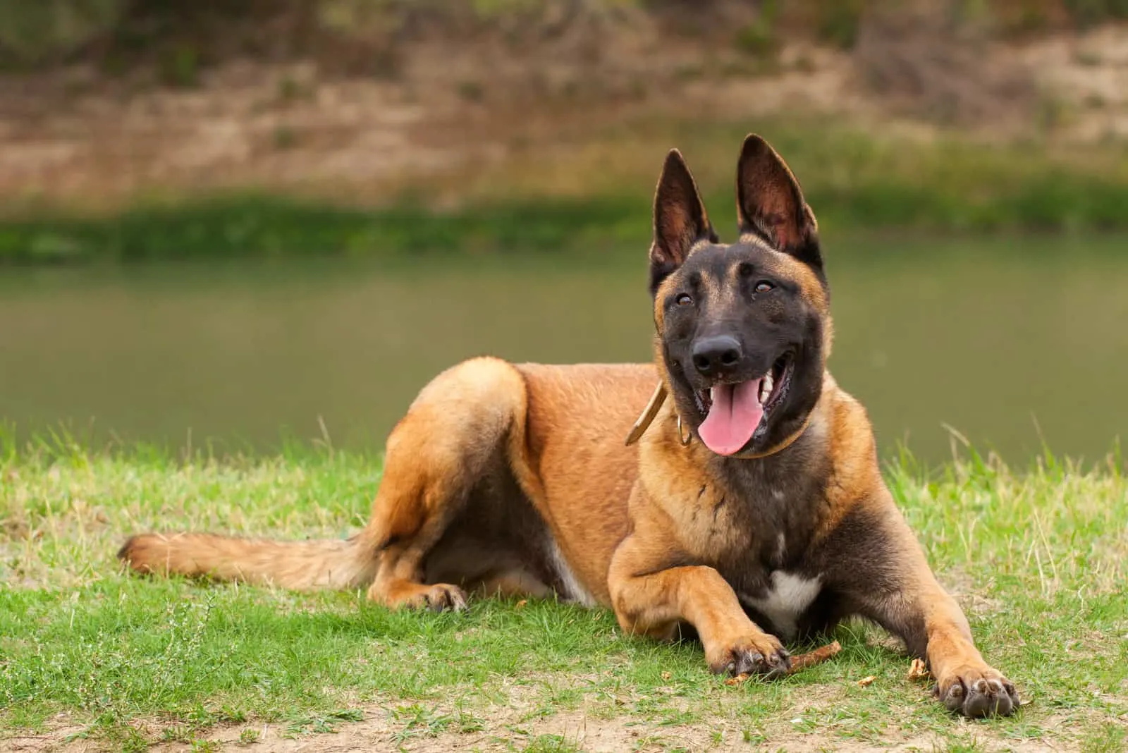 Belgian Malinois young dog in the park field