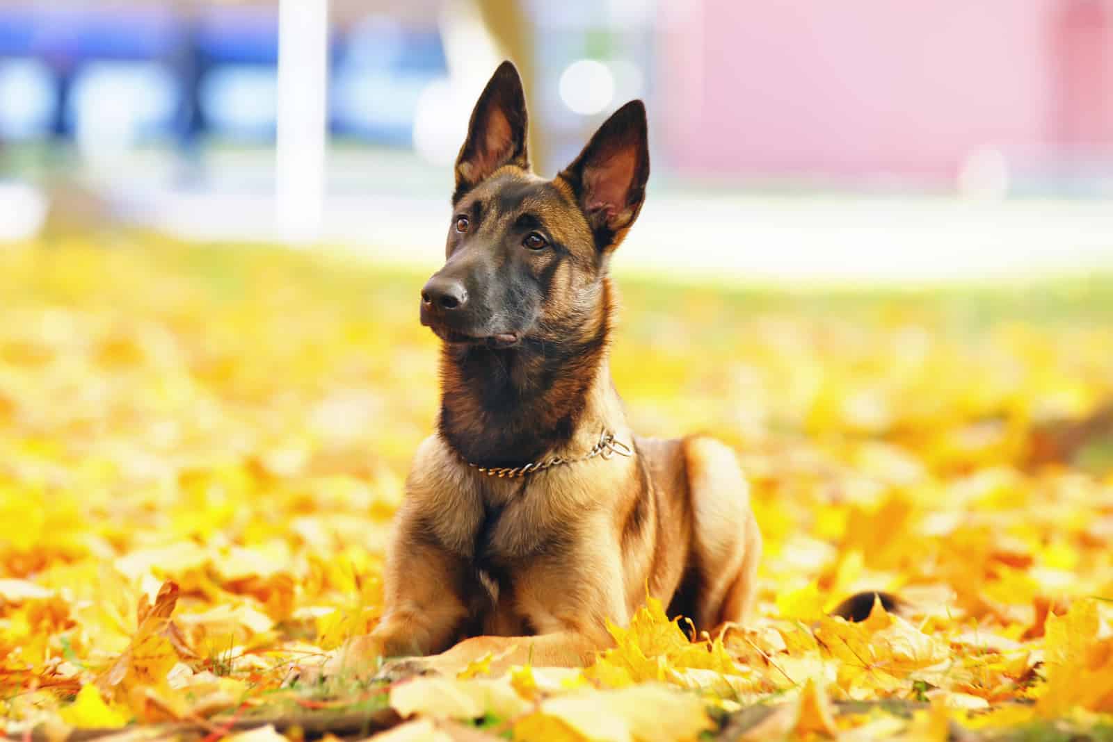 Belgian Shepherd dog Malinois lying down in fallen maple leaves in autumn