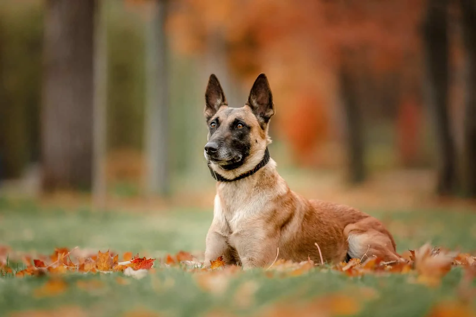 Belgian Shepherd dog Malinois outdoors in autumn