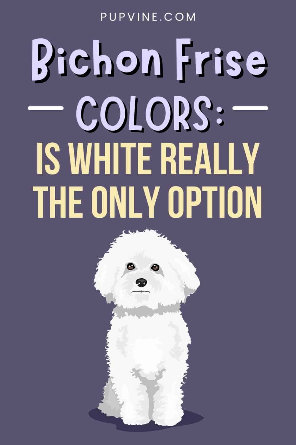 Bichon Frise Colors: Is White Really the Only Option?