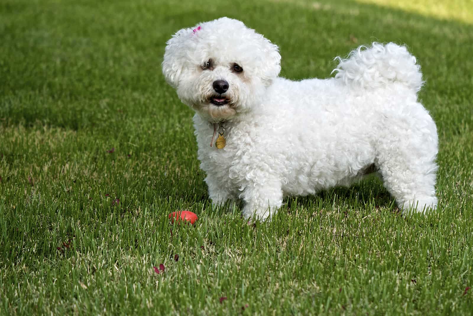 Bichon Frise dog standing on green ​grass