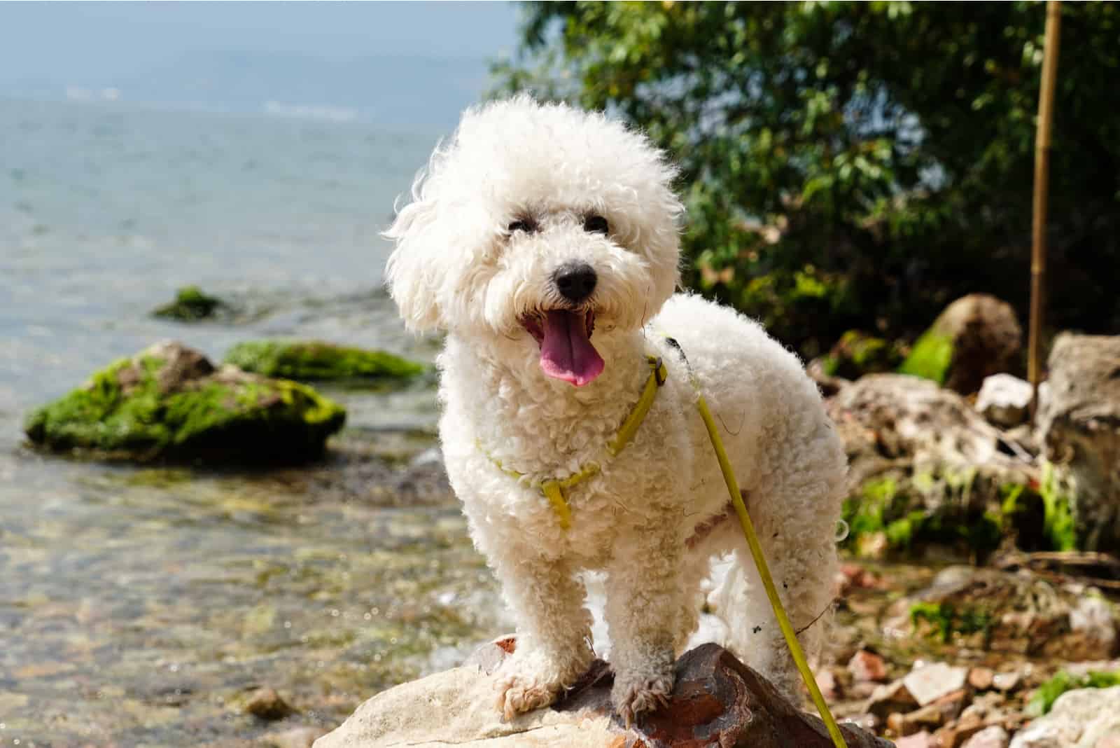 Bichon Frise standing by the river
