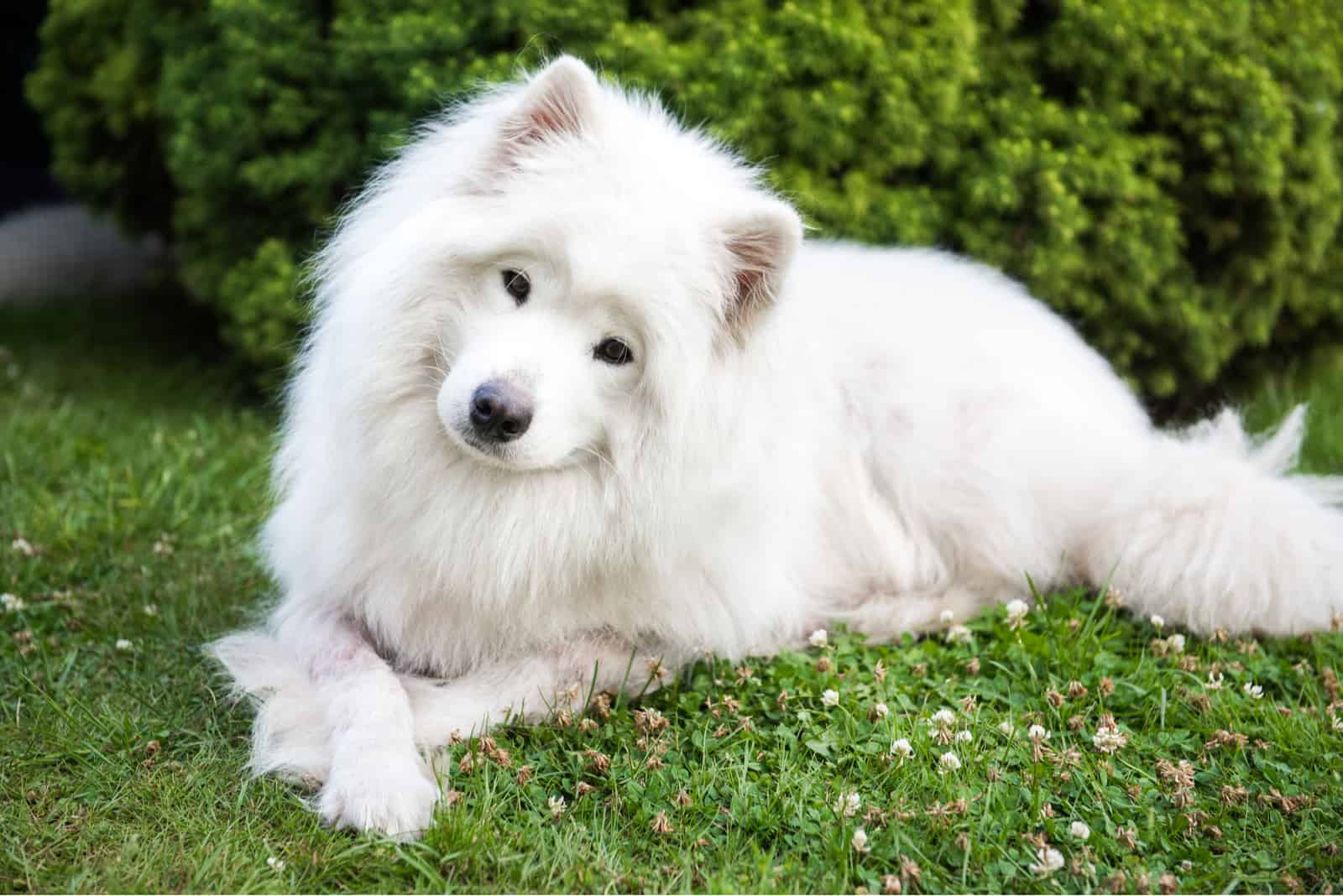 how much is a samoyed puppy usa