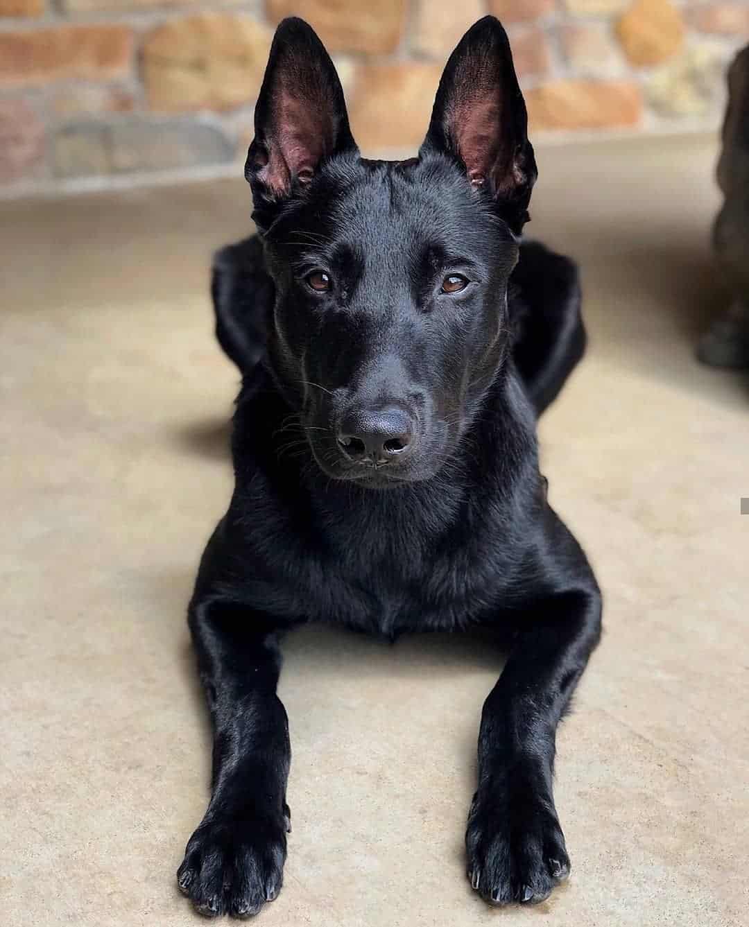 Black Belgian Malinois lying indoor