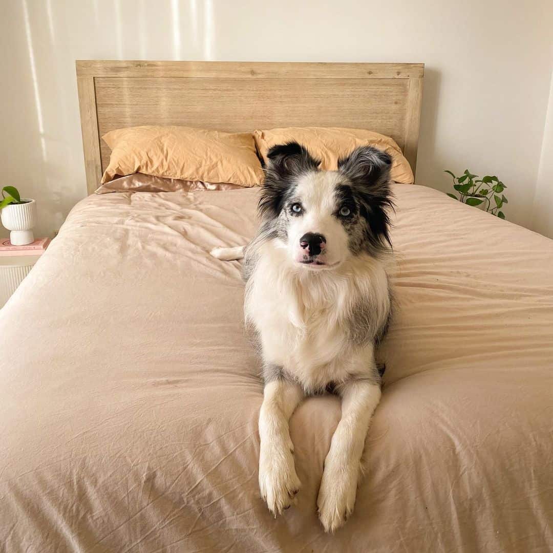 Blue Merle Border Collie dog