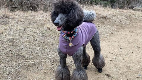 blue poodle