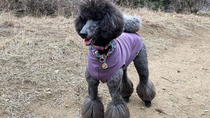 Blue Poodle: What’s So Special About These Pooches?