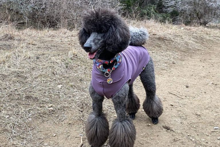 blue poodle