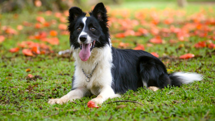 Border Collie Colors: A Guide To 10+ Colors And Markings