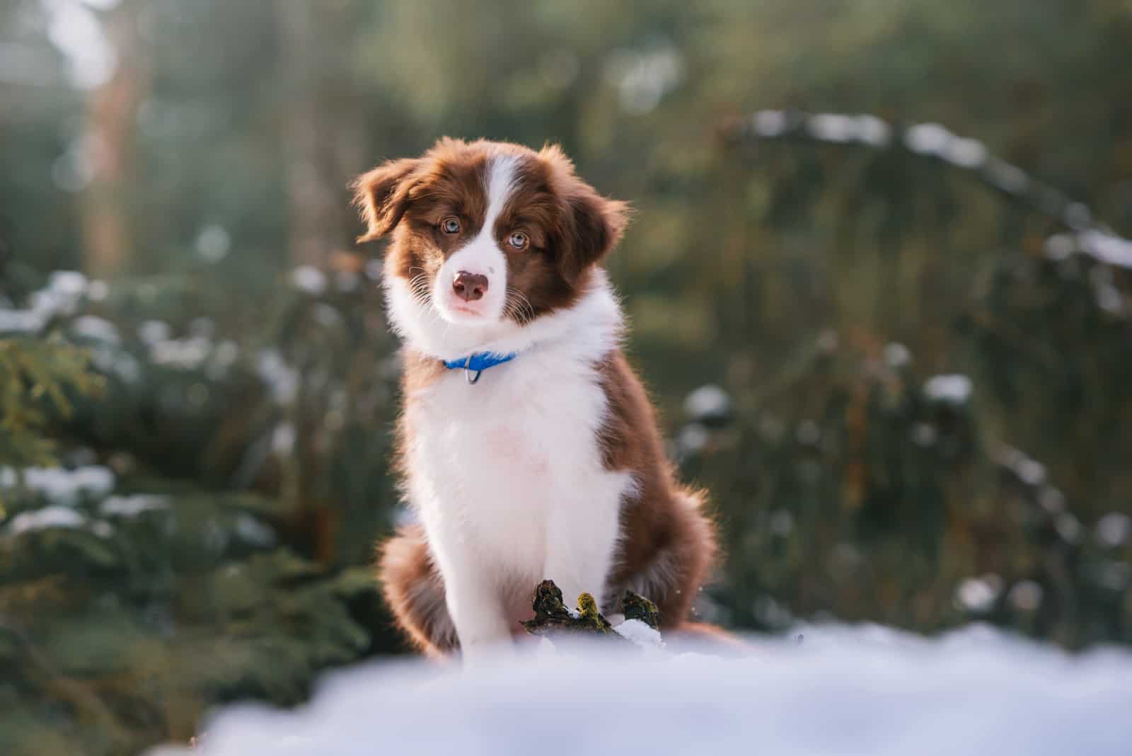 Border collie dog is sitting on snow in the winter forest