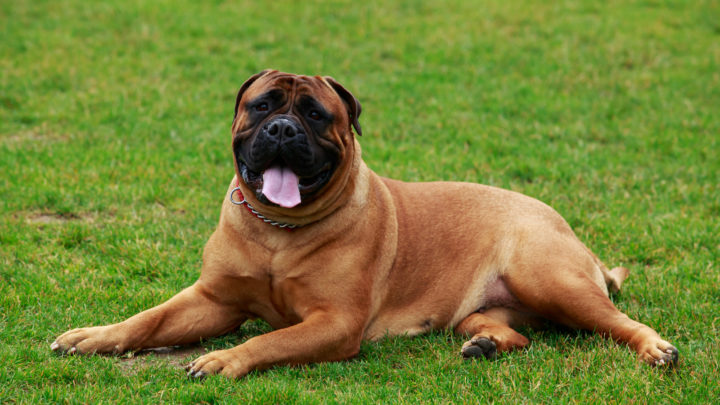 Bullmastiff Colors: A Handy Guide To 5+ Colors & Markings