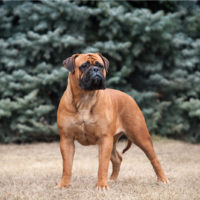 Bullmastiff dog outdoors on grass