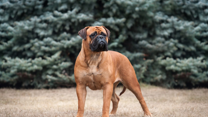 Bullmastiff Price: Security At What Cost?