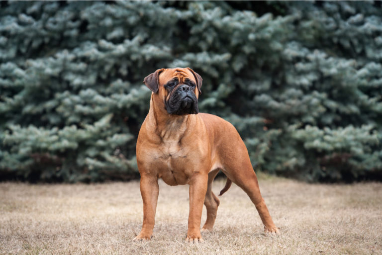 Bullmastiff dog outdoors on grass