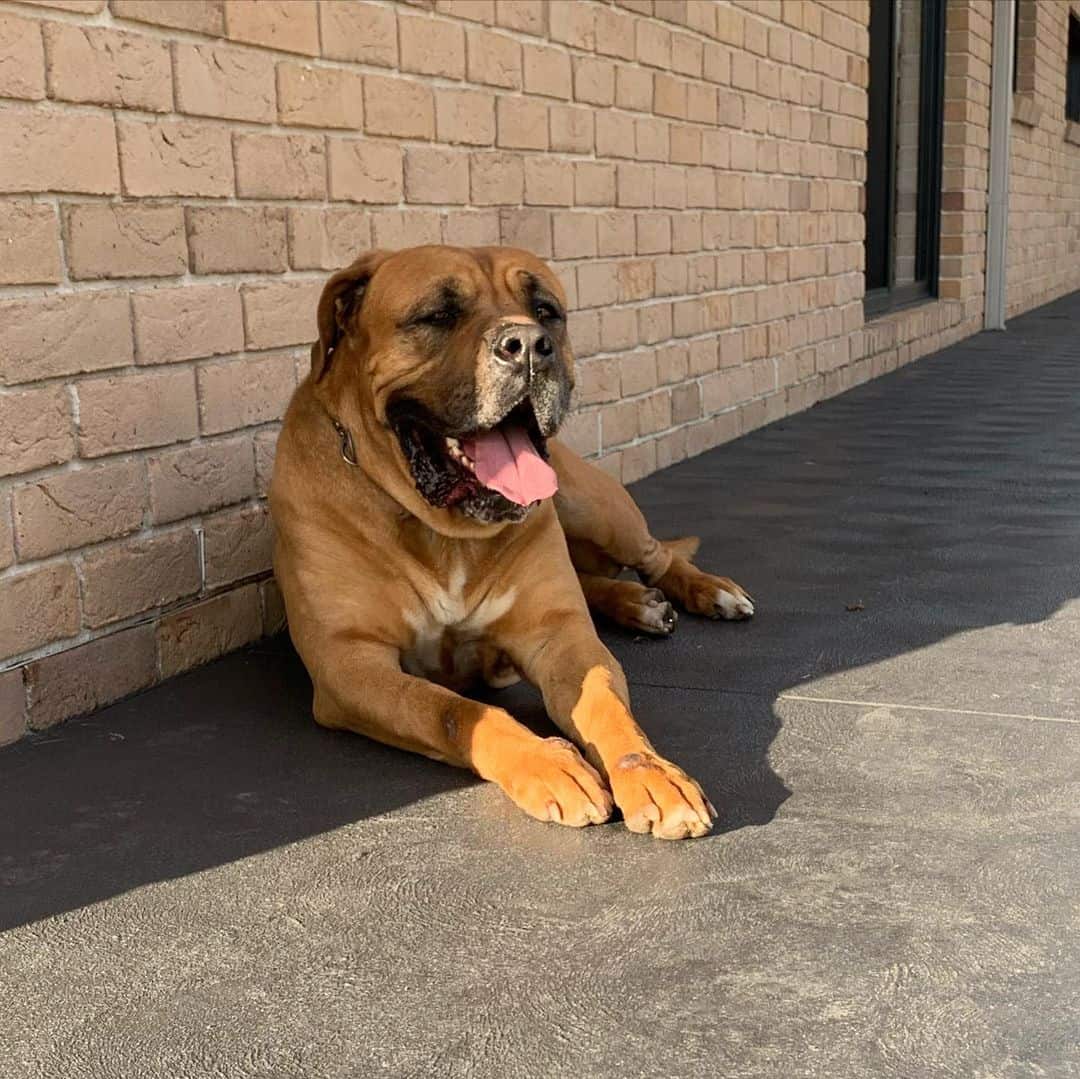 Bullmastiff dog lying on the ground