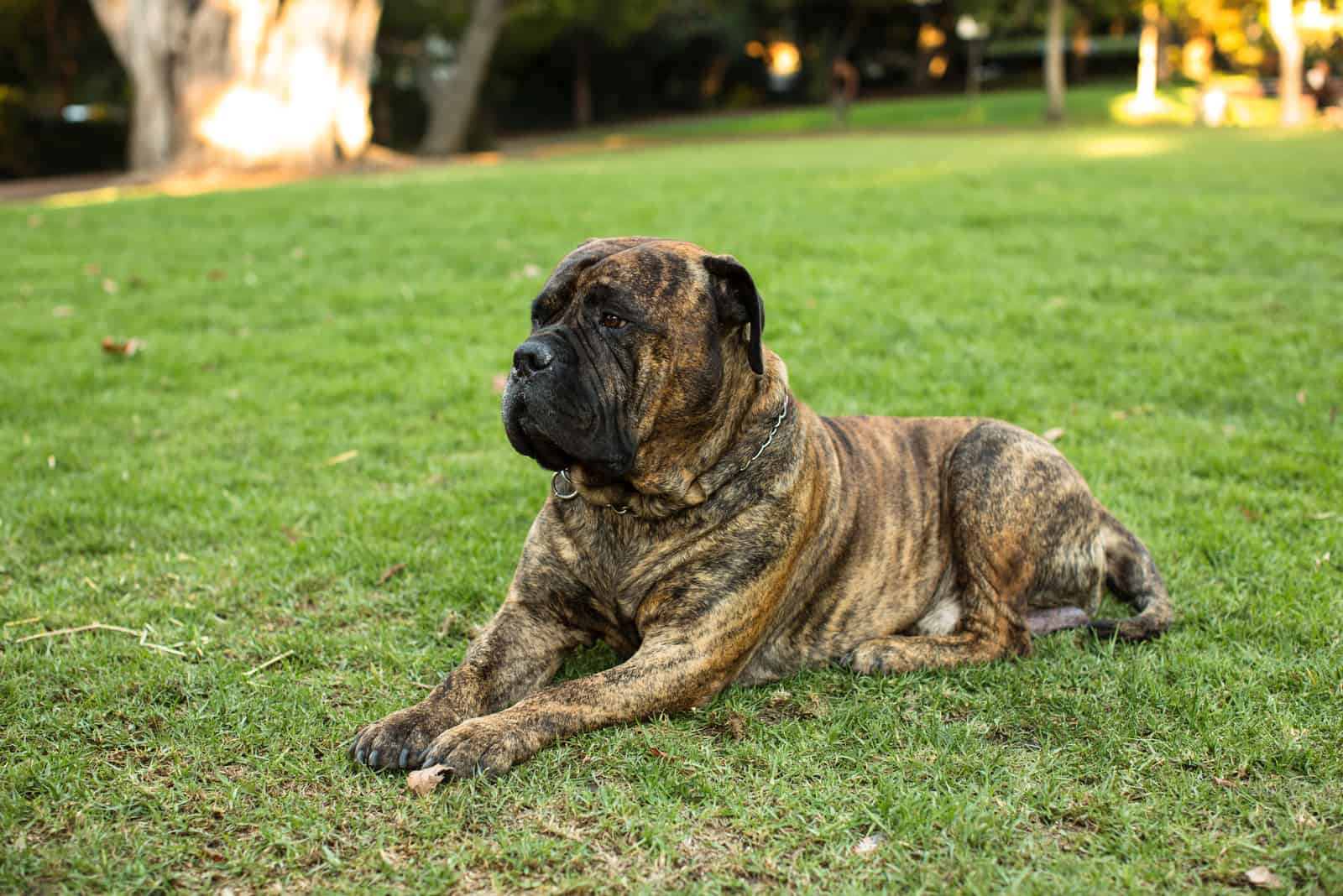 Bullmastiff lying on green grass looking to the side
