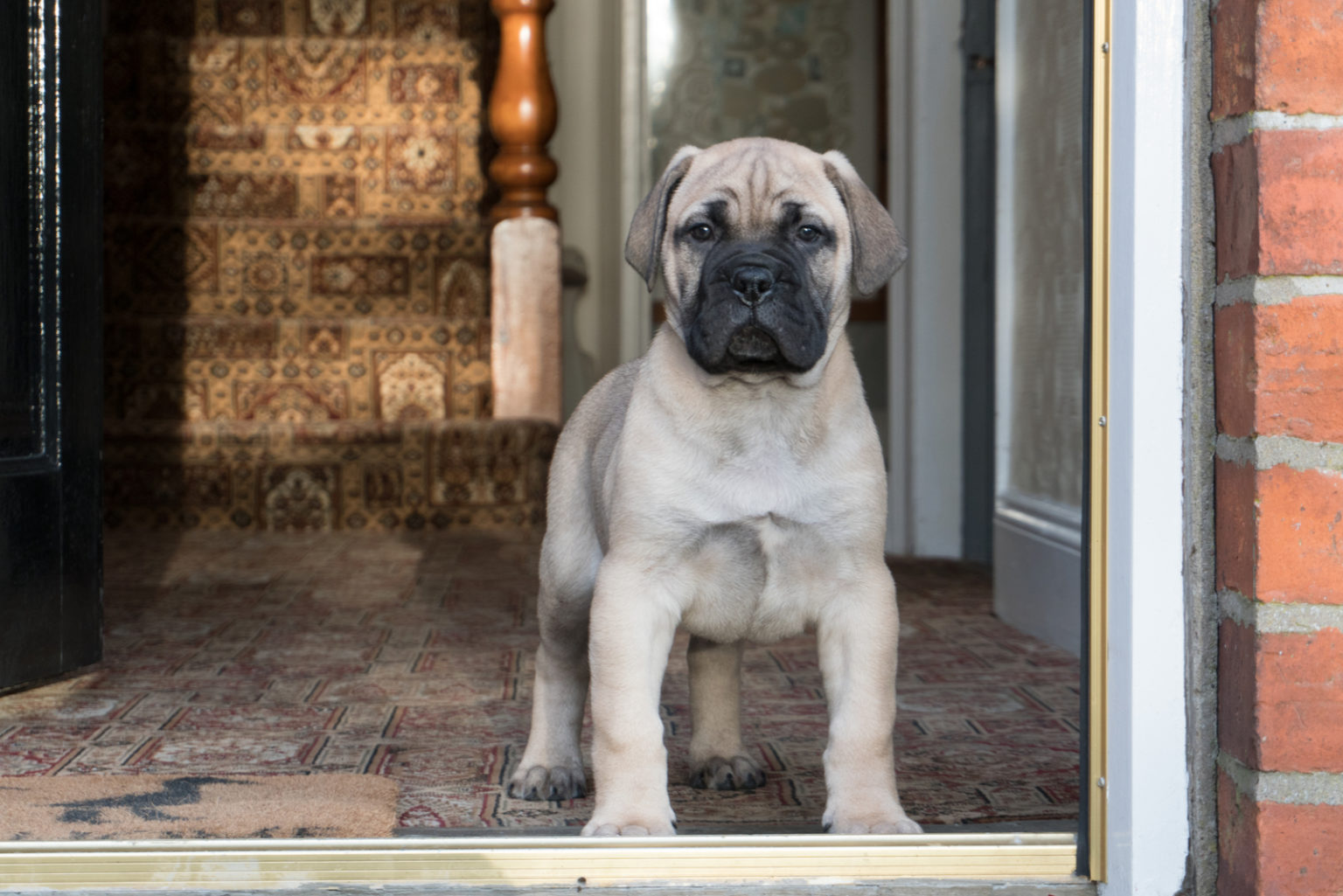 Bullmastiff Price The Initial Puppy Cost And All Other Expenses