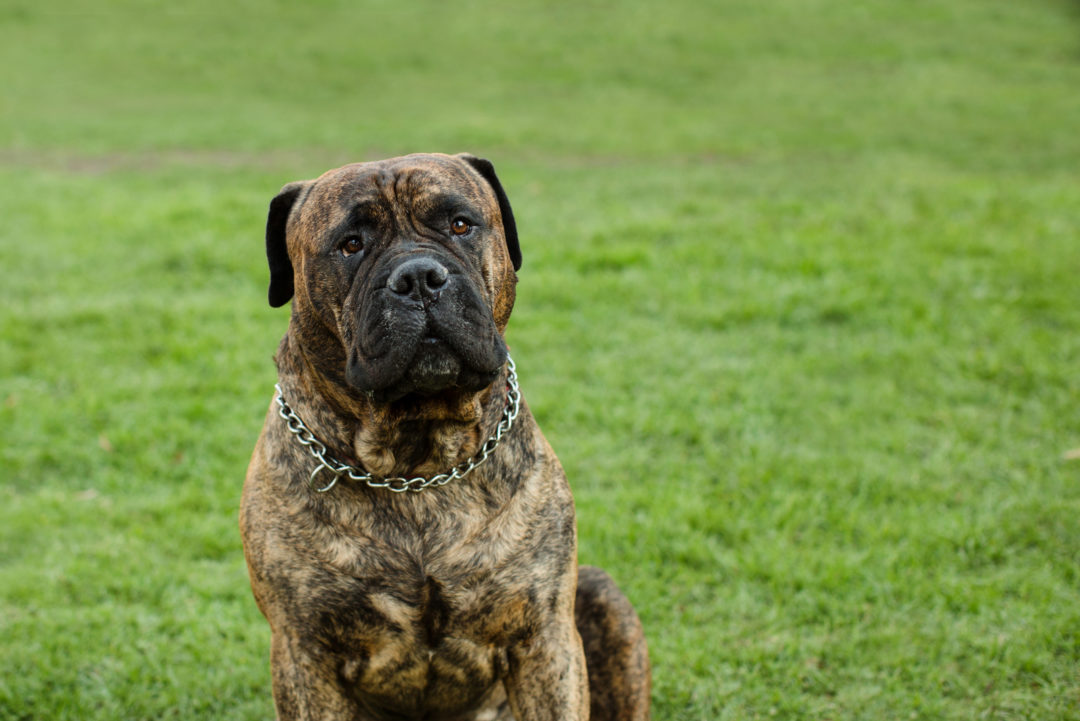bullmastiff-colors-a-handy-guide-to-bullmastiff-coat-colors