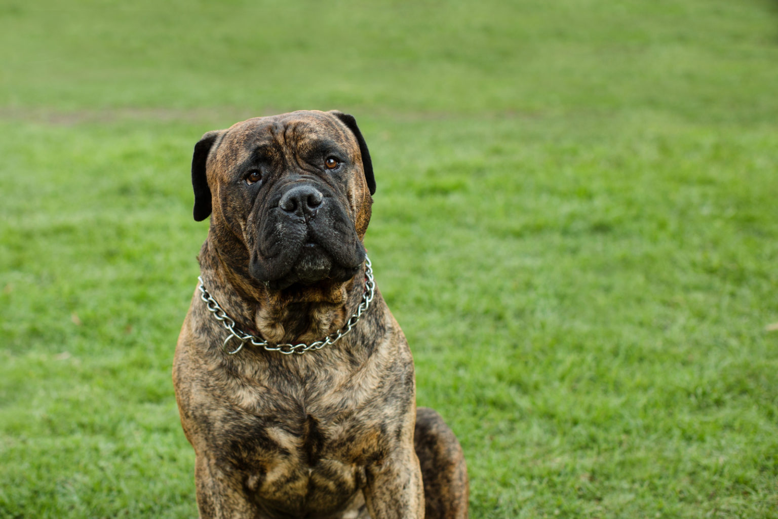 Bullmastiff Colors A Handy Guide To Bullmastiff Coat Colors
