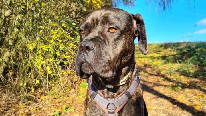 Cane Corso Boxer Mix – Is This Crossbreed Dangerous?