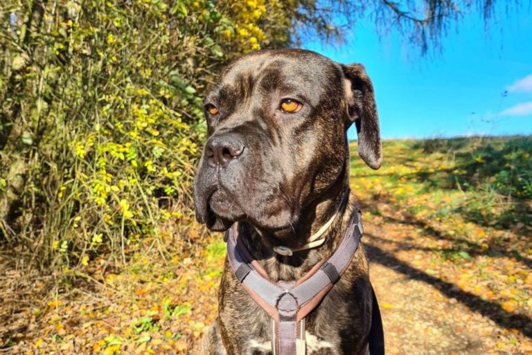 cane corso boxer mix