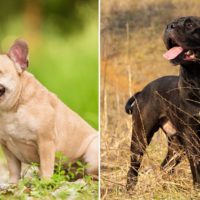 Cane Corso Bulldog Mix What You Should Know Before Buying