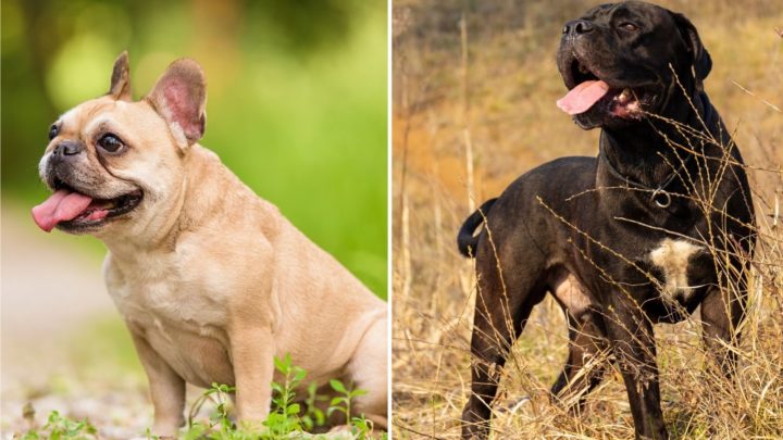 Cane Corso Bulldog Mix: What You Should Know Before Buying