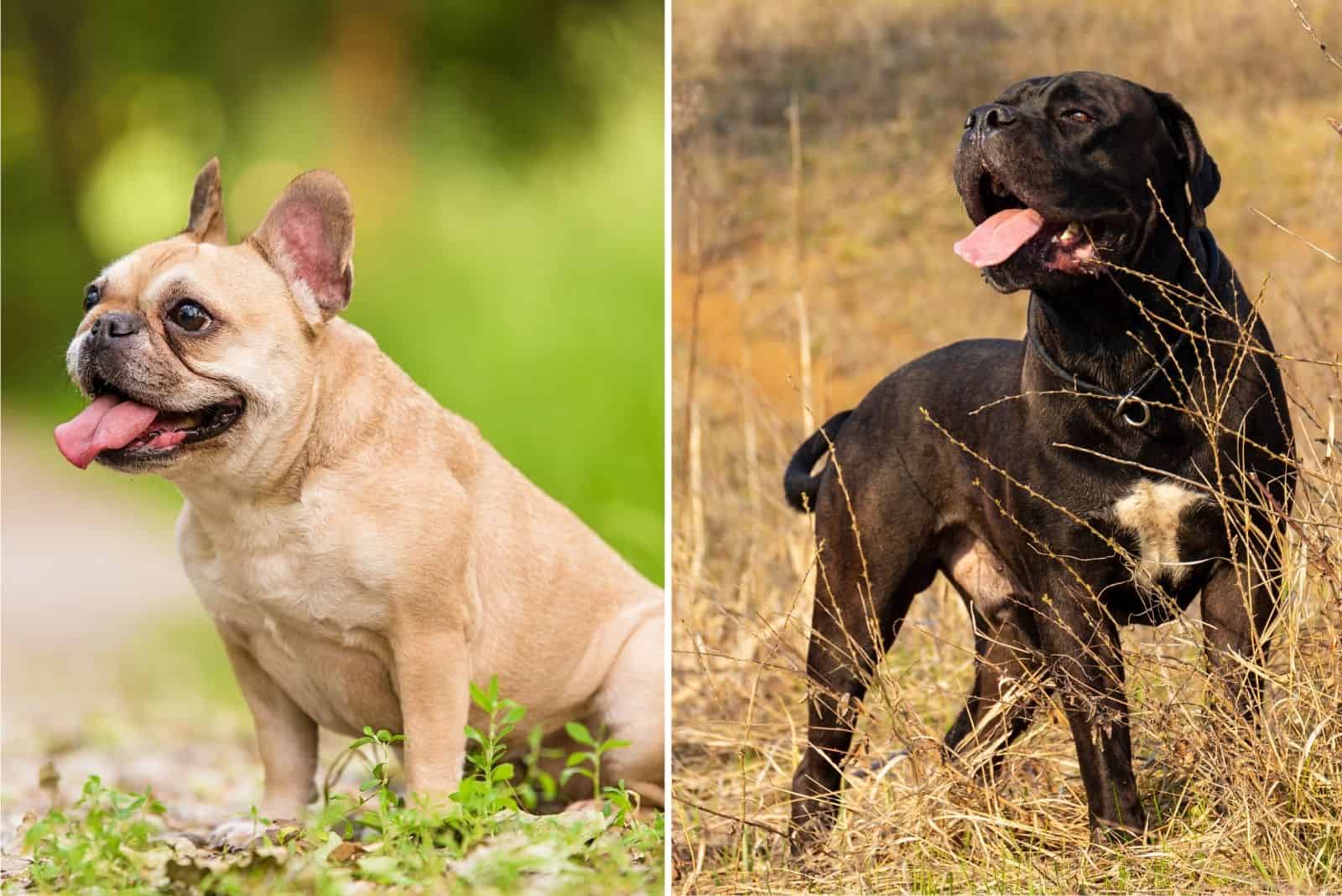 Cane Corso Bulldog Mix What You Should Know Before Buying