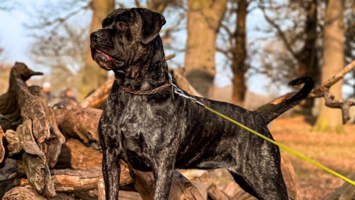 Cane Corso Bullmastiff Mix: A Big Dog With A Heart Of Gold