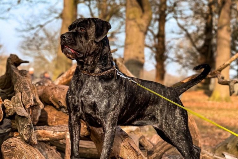 cane corso bullmastiff mix