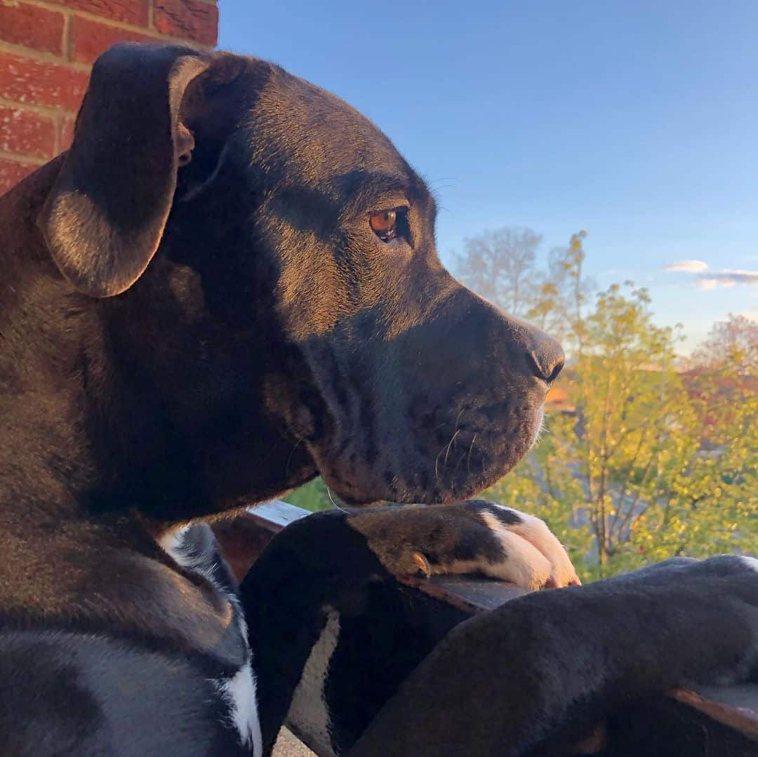 Cane Corso Bullmastiff Mix dog outdoors