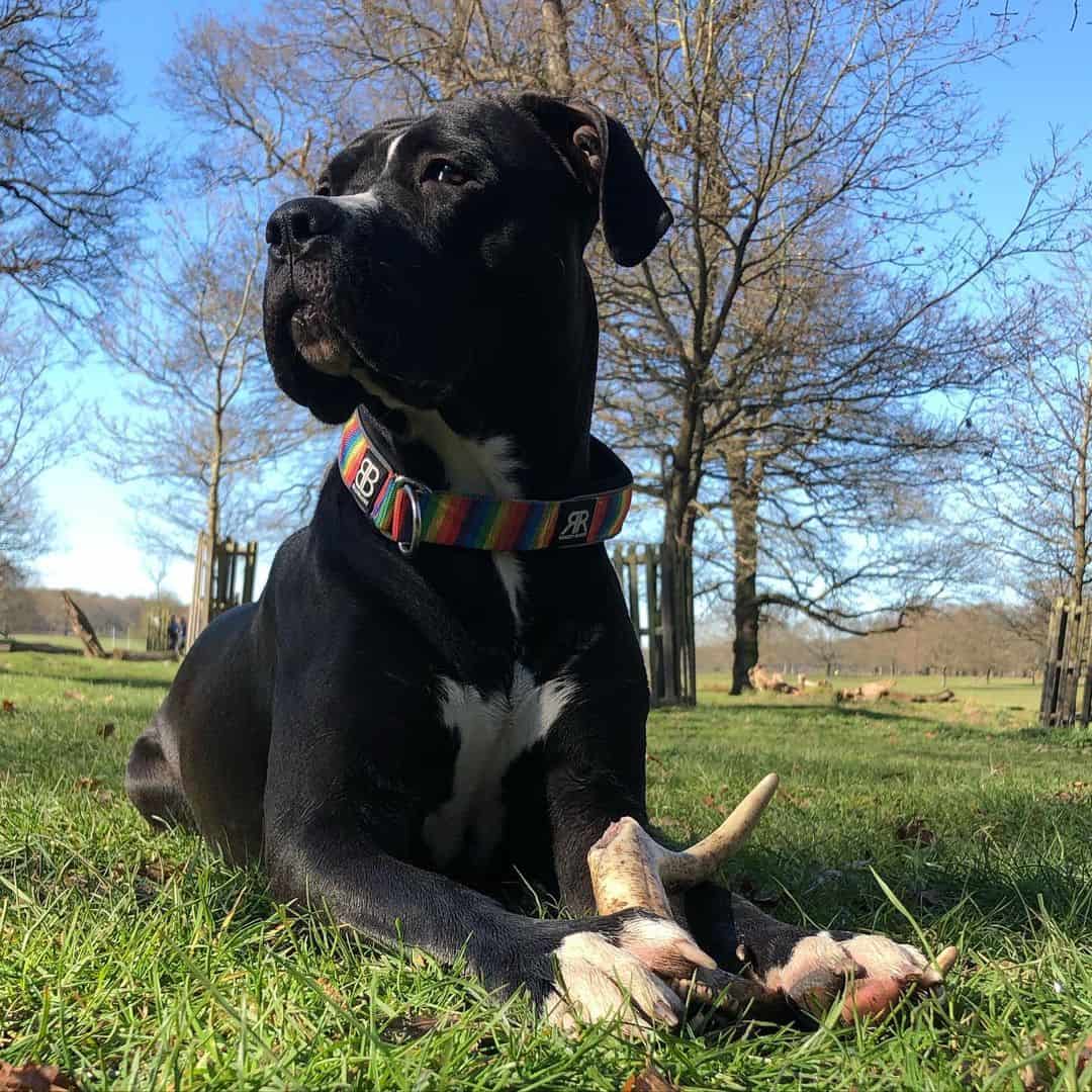 Cane Corso Bullmastiff Mix