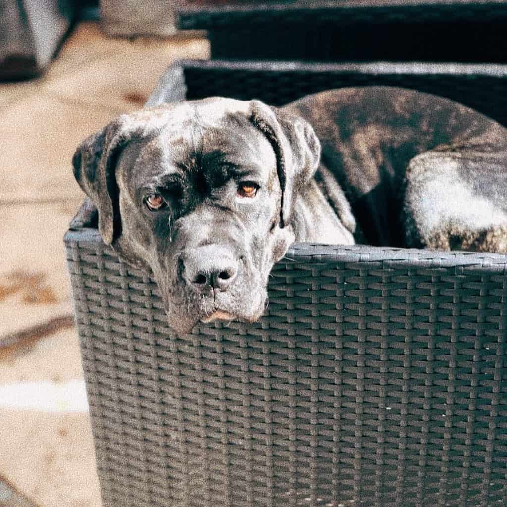 Cane Corso Bullmastiff Mix