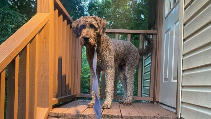 Cane Corso Poodle Mix – Are They Hypoallergenic? (What To Expect)