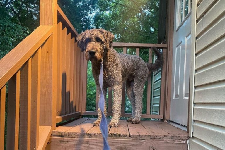 cute dog standing outdoor in front of the house