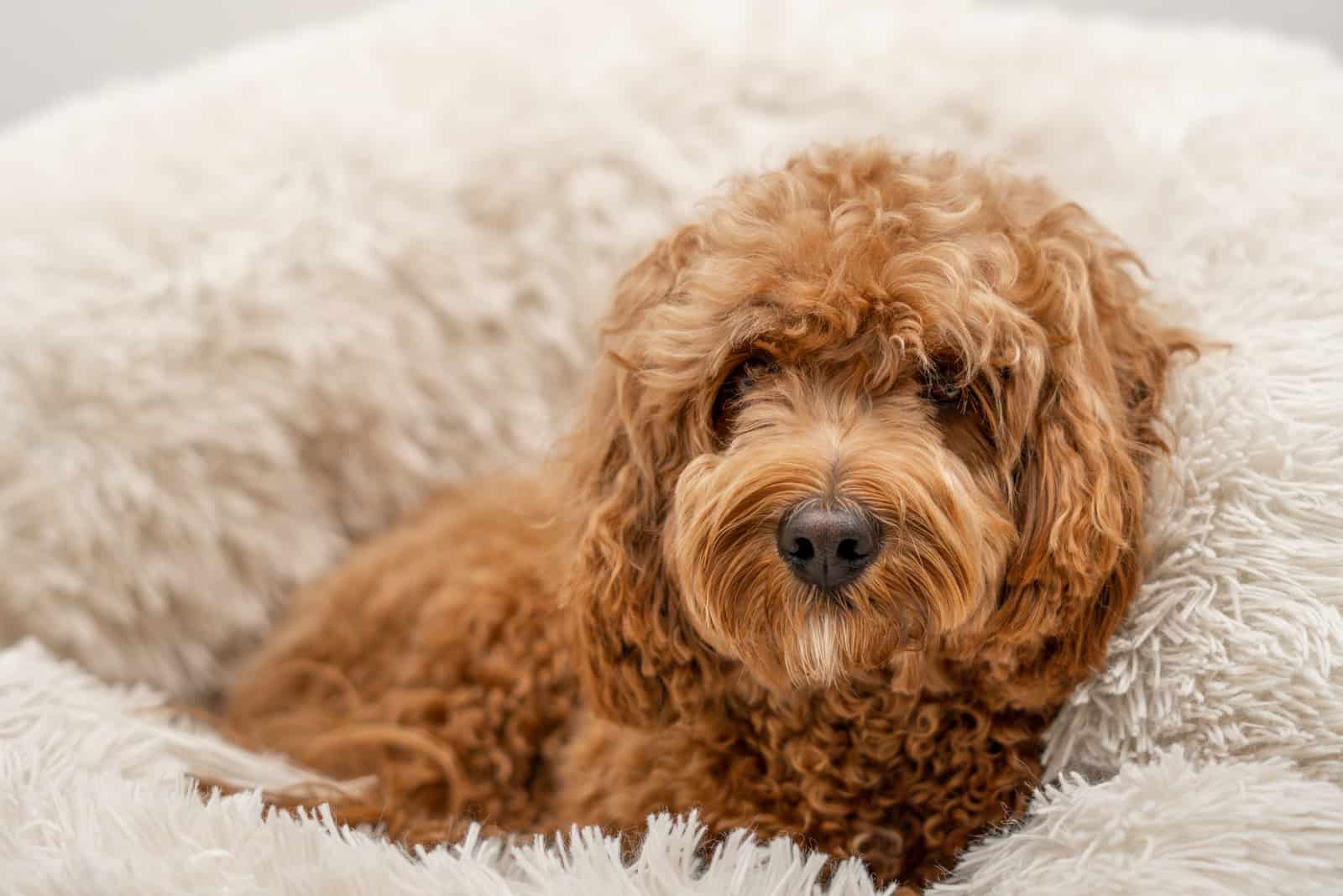 Cavapoo dog in his bed