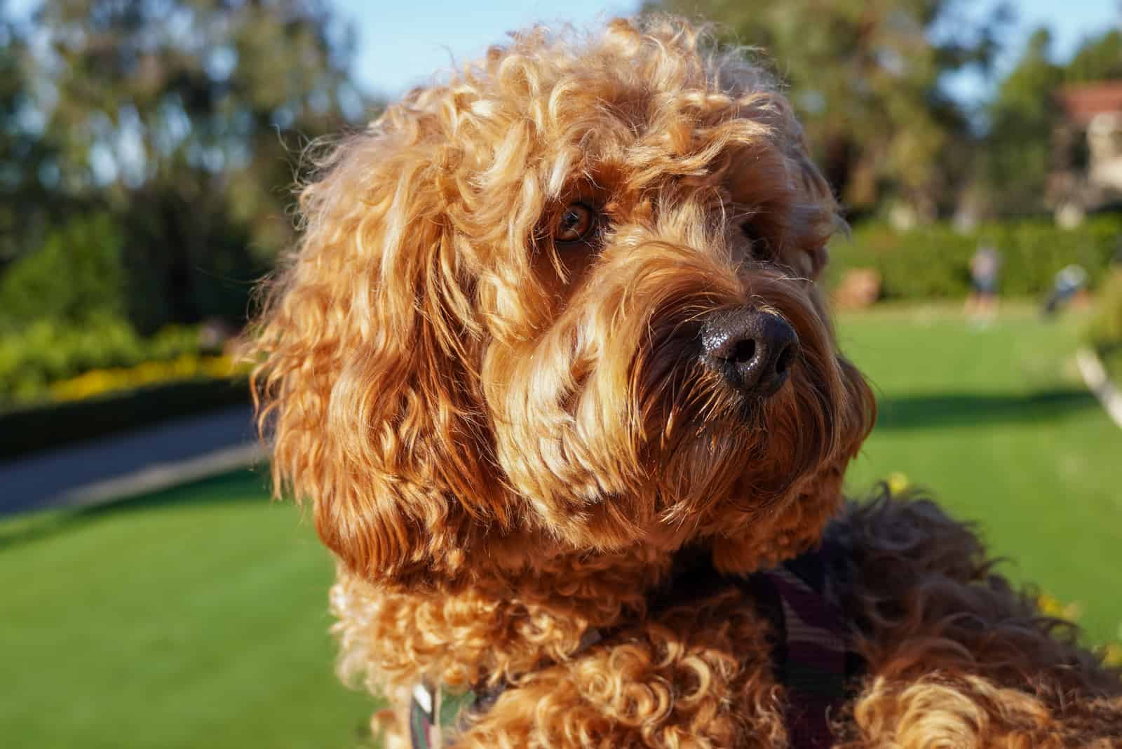 Cavapoo dog resting on the sun at the park