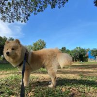 chow chow pomeranian mix dog outdoor