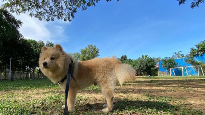 Chow Chow Pomeranian Mix: Your Guide To A Cute Hybrid dog