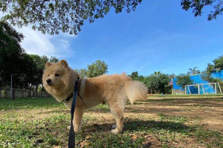 chow chow pomeranian mix dog outdoor