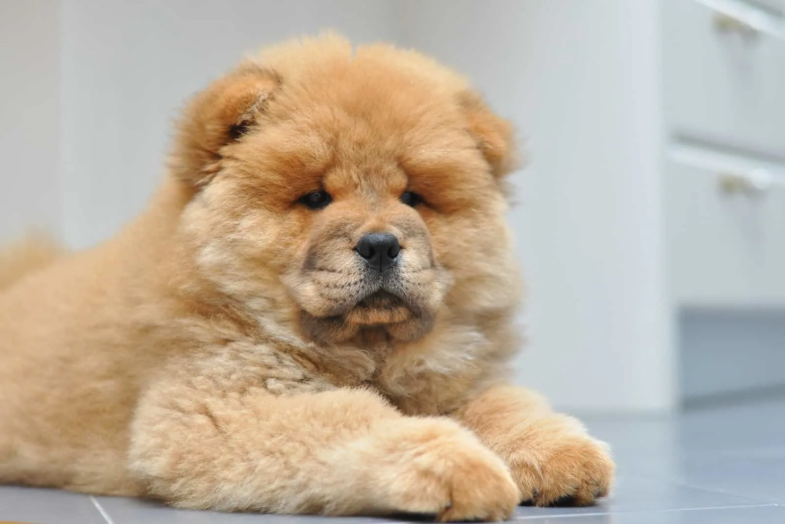 Chow chow puppy in the house