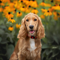 cocker spaniel puppy with blooming flowers in the background