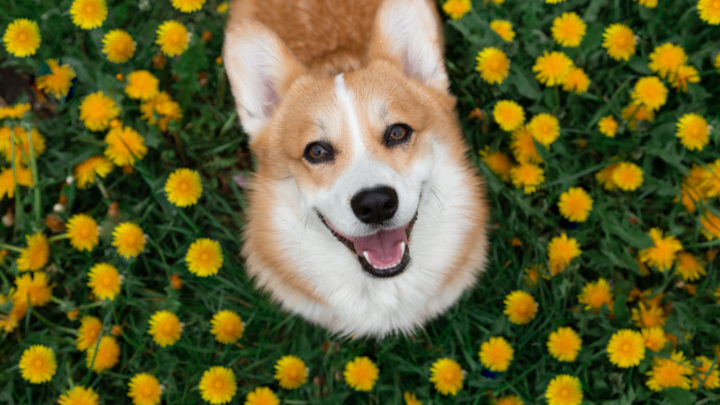 Corgi Colors: 10+ Beautiful Coat Colors And Markings