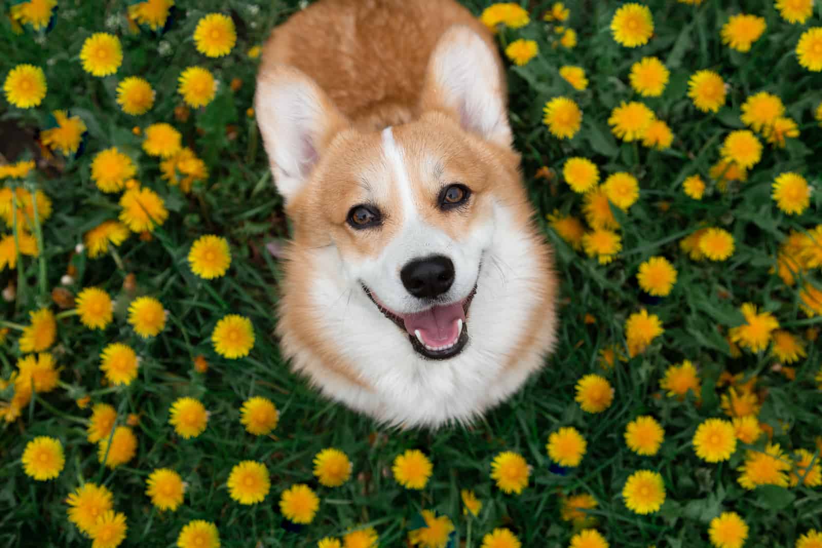 Happy corgi dog sitting in dandelions in the grass