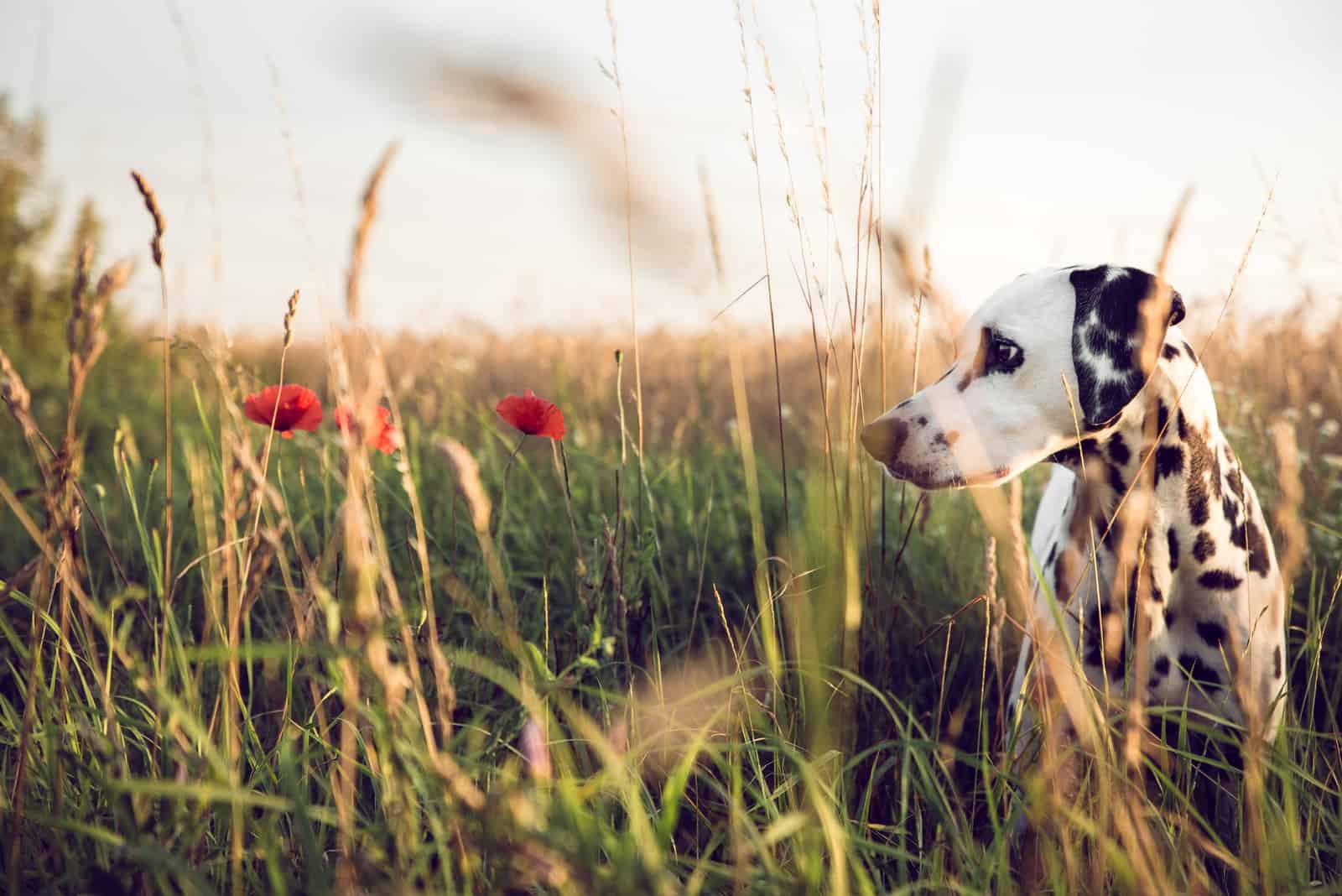 Cute Dalmatian Dog In A Cornfield