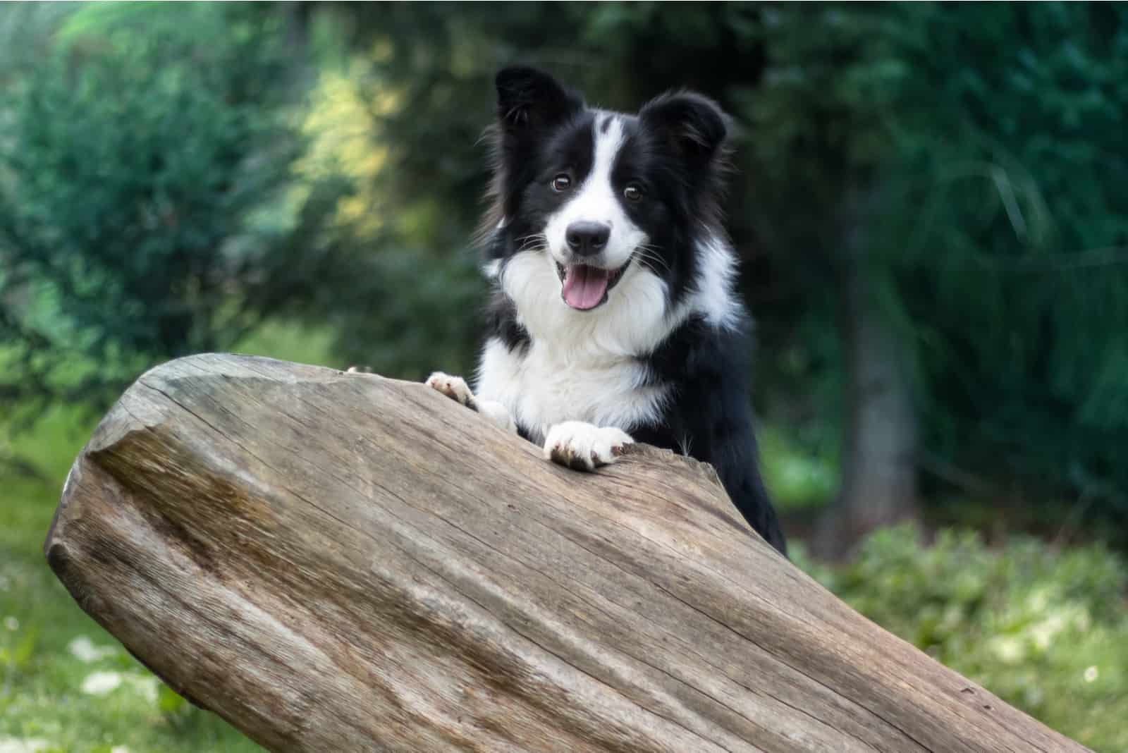 Cute black and white border collie in forest