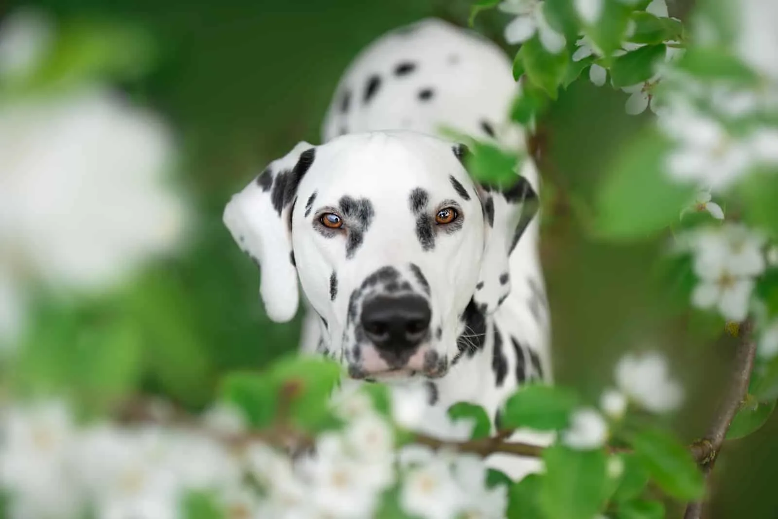 Dalmatian dog closeup portrait in green leaves and flowers