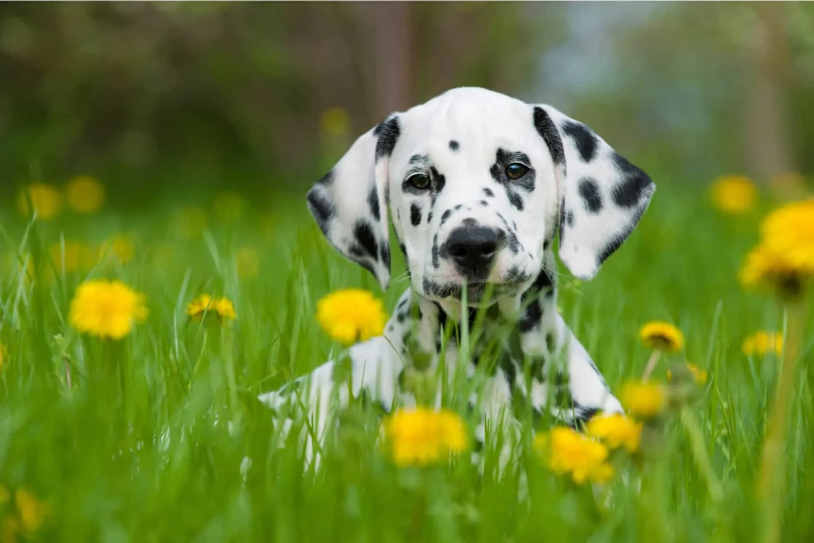 Dalmatian dog lying on the grass